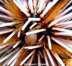 I"M Blushing...Sealife DC100.. by Richard Campbell 